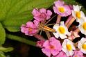 Oxyopes_quadrifasciatus_D7746_Z_88_North Stradbroke island_Australie